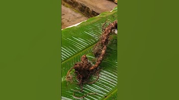 1 củ sâm rừng già mời các bác siêu tầm gọi 0377965679 e Nguyệt