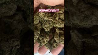 Watermelon Gelato Strain Review