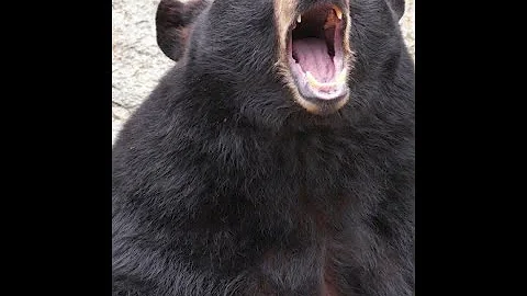 The Tragic Bear Attack At Liard Hotsprings