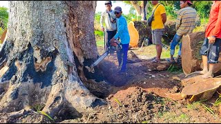 SUNGGUH MENEGANGKAN‼️TEBANG POHON TREMBESI BESAR DAN TINGGI DI TENGAH SAWAH STIHL#ms660#ms070