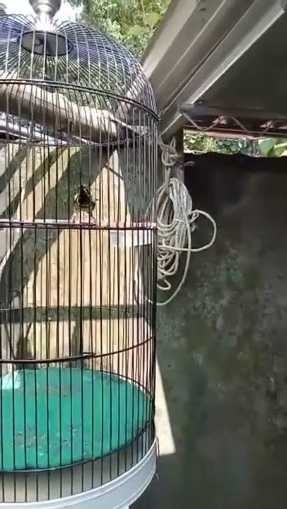 Sogon materi kunti panjang