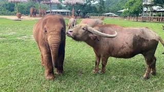 Wan Mai & her Bestie ❤️💙💚🐃🐘- EleFlix