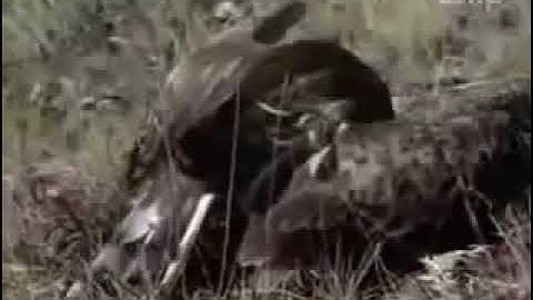 ĐẠI BÀNG SĂN RẮN HỔ