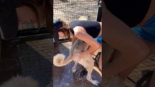 Dog bath with my GIANT dog ASMR #grooming #dogbath