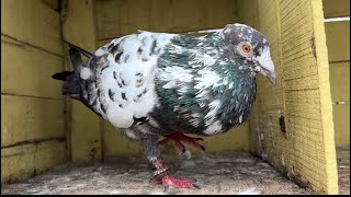 Some pure and good pigeons of my loft - 9121265678