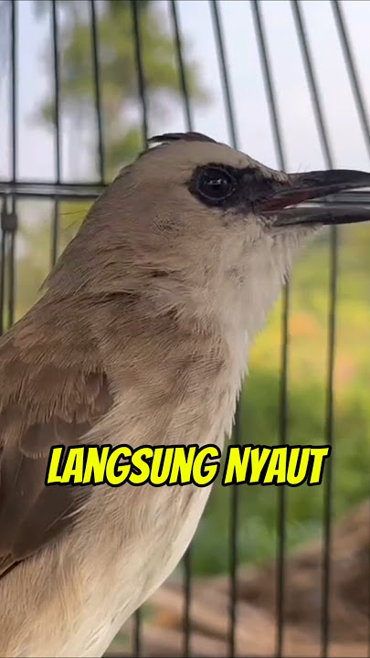 Nyaut Langsung #trucuk #truchkan #pancingantrucukagarbunyi #pancingantrucuk #jatayuchanel #birdsong