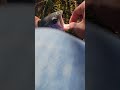 rainbow on the fly #trout #fish #rainbowtrout #freshwaterfish #troutfishing #fyp #fypシ #outdoors