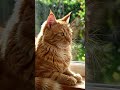 C #cat #shortsfeed #turkishcat #turkishcat #shortvideo #cute #cutecat #subscribe