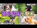 【飼うのが大変?】賢くて知能の高い小型犬5選!!