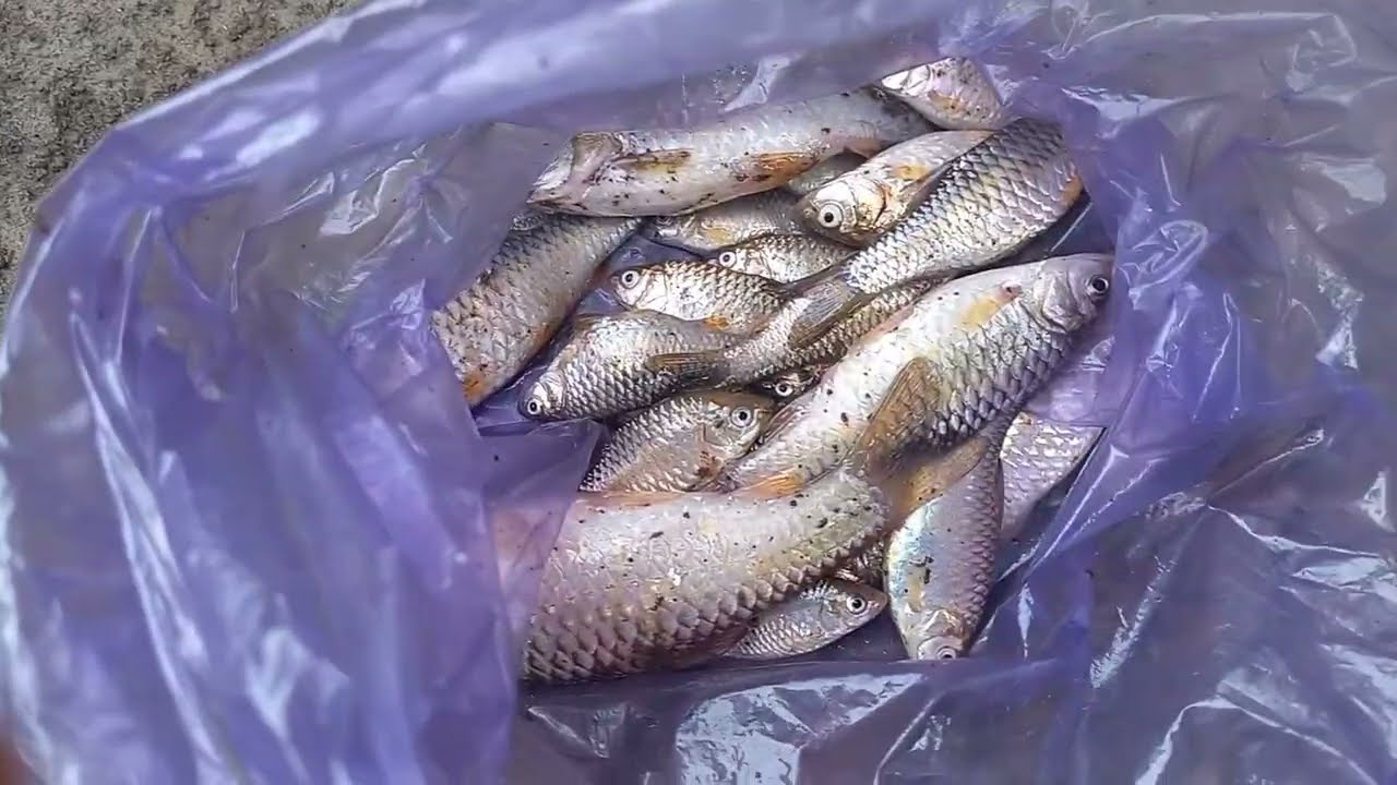 ALHAMDULILAH!!!🔥🔥 GAMPANG BANGET DAPAT IKAN DISINI