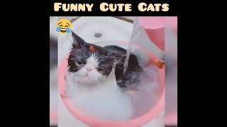 Funny Cat And Dogs Videos - Funnu Video 2033 - Try Not To Laugh