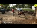 Gir cow calf video  #short  #short