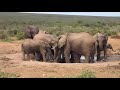 Addo Elephant National Park: Baby elephant challenges grumpy warthog