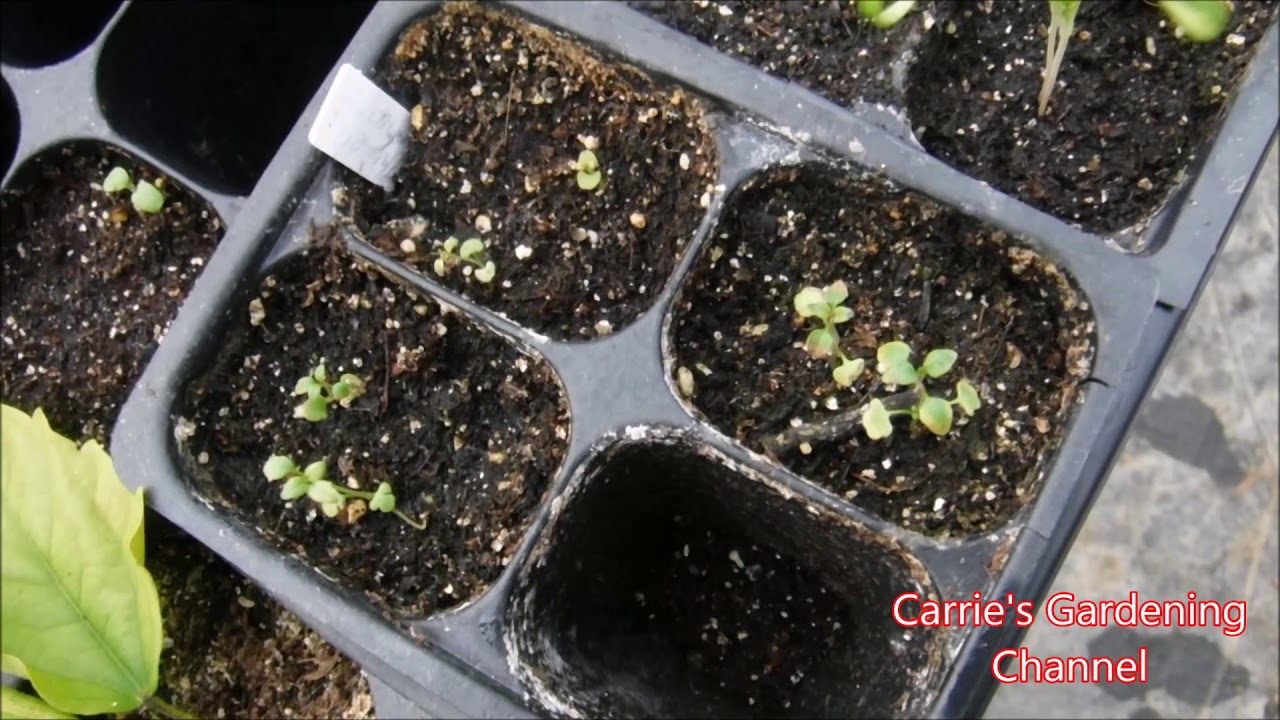 Thyme Herb Seedlings Update, What I Am Feeding My Thyme Seedlings, How