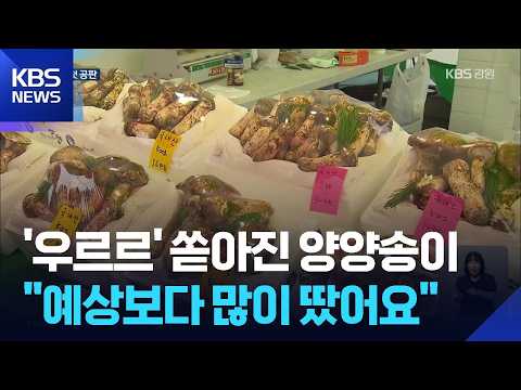 Nation's Top-Quality Yangyang Mushroom Shipments Begin... First Auction of the Year / KBS 09/17/2026