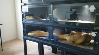 **Warning Live Feeding** Reticulated Pythons