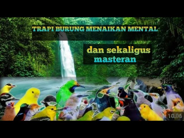 TERAPI AIR untuk semua burung macet bunyi, menambah burung semakin gacor dor. TANPA DOPING class=