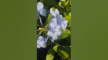 صباح الورود مع تلاوة معطرة الآيات من سورة فاطر للشيخ يوسف العيدروس
