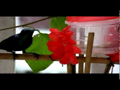 Purple Sunbird couple fighting to feed on homemade feeder 