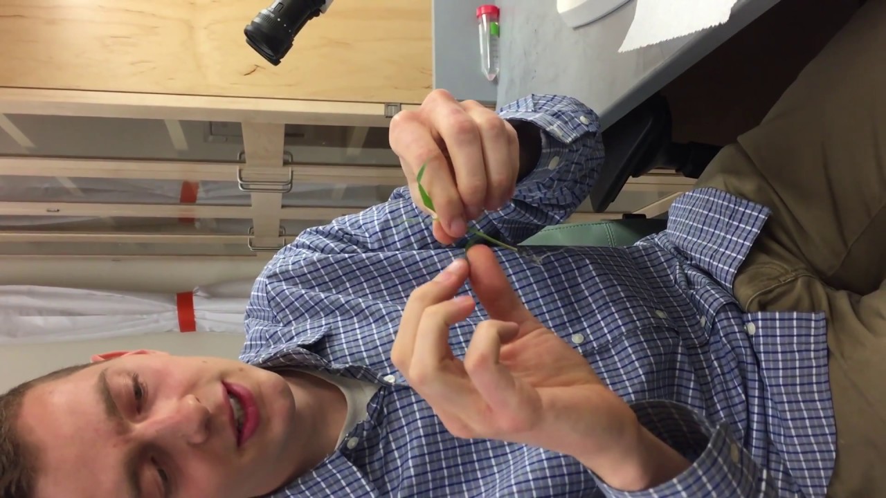 Dissecting Axillary Buds from Grasses for RNA-Seq Analysis