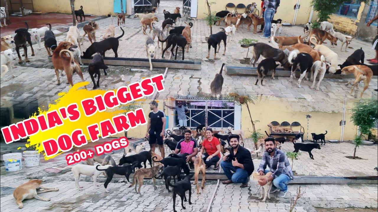 India's Biggest Dog Farm Dog Shelter YouTube