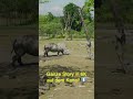 Nikon ZR: 6K Wildlife-Cinematic! 🎥 #shorts #nikon