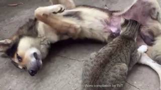 Funny Cats and dogs video compilation