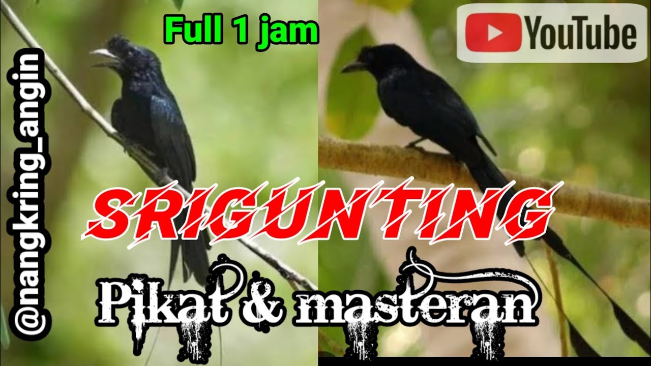 Srigunting Krantil, suara pikat dan masteran terbaru