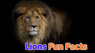 Lions: Fun Facts