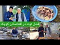 جای شما خالی توت با حاجی جوره در افغانستان کوچک دره پغمان