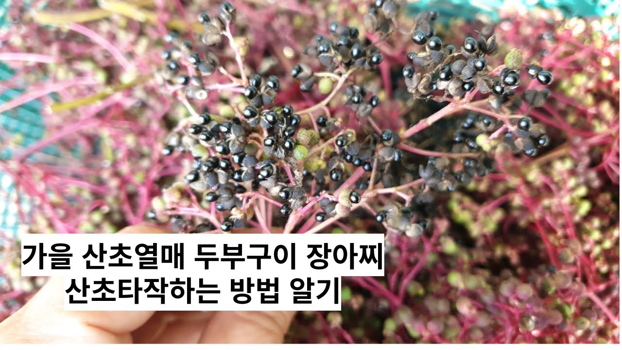 가을 산초열매 두부구이 장아찌 산초타작하는 방법 알기 - YouTube