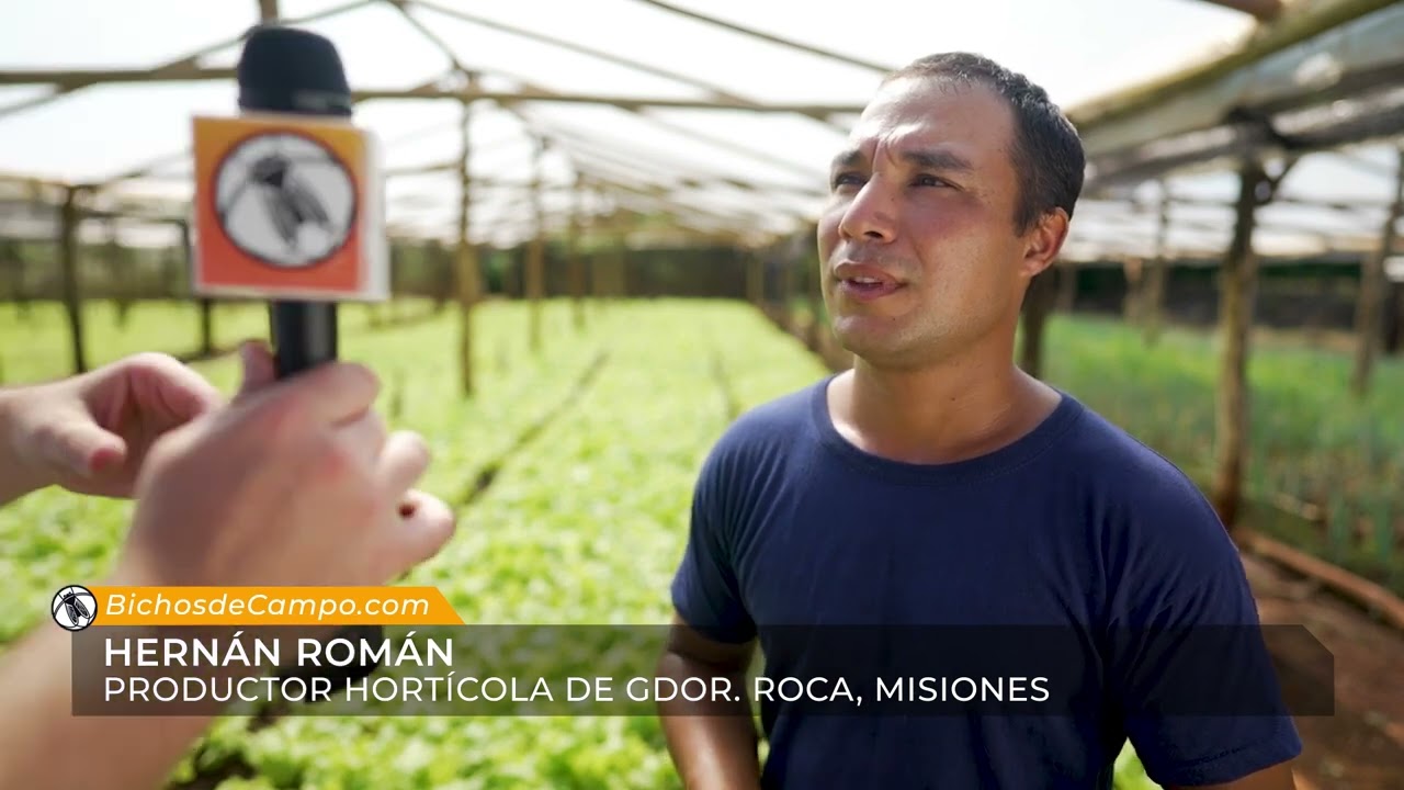 Hernán Román productor hortícola de Gdor. Roca, Misiones