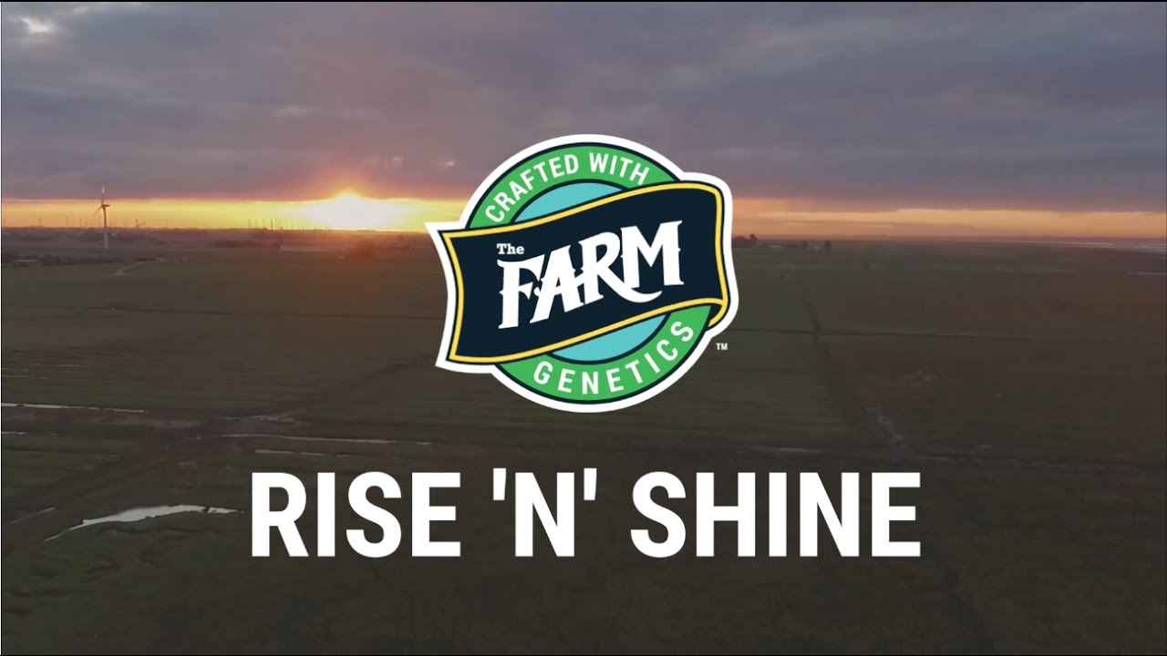 The Farm Rise 'n' Shine Cannabis Strain YouTube