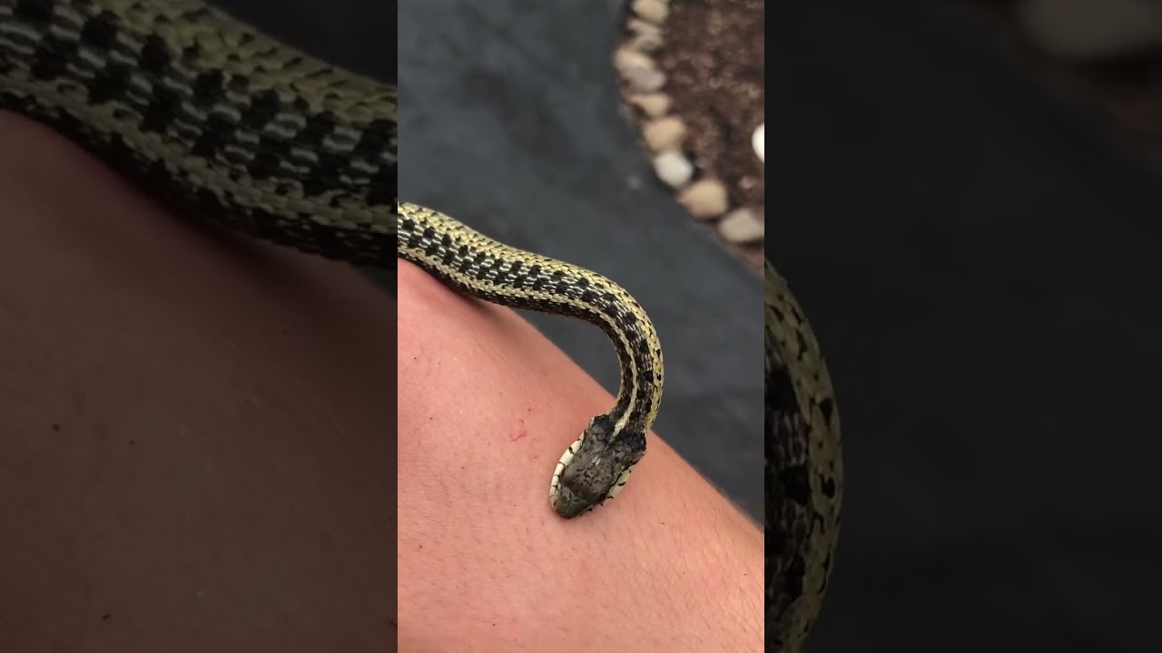 Garter snake bite