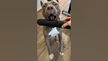 Discover the Best Chew Toys for Dogs