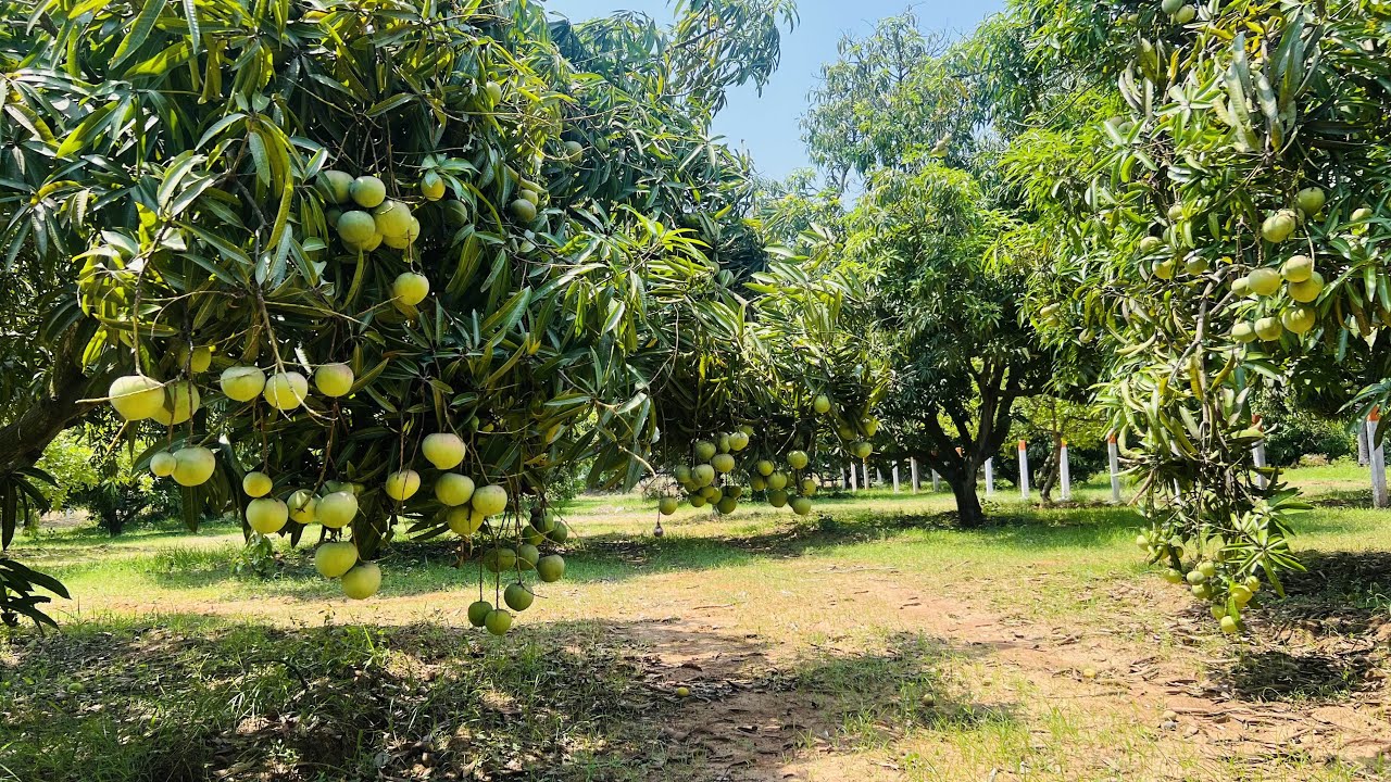 AD:174 State Highway Mango Farm || 2 Acres || Commercial & Farm || Koovathur Maduranthakam Road