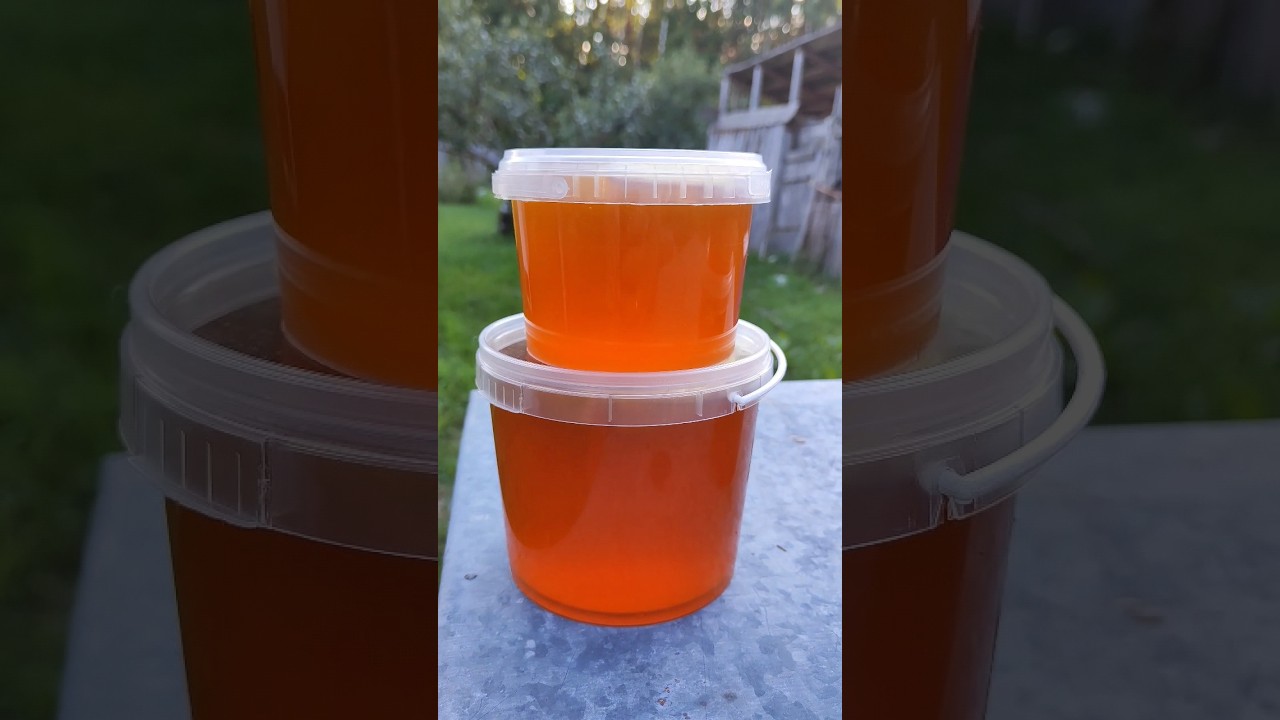 Поздний мед🍯 2023 