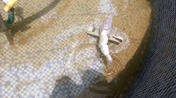 Robotic Fish using Arduino