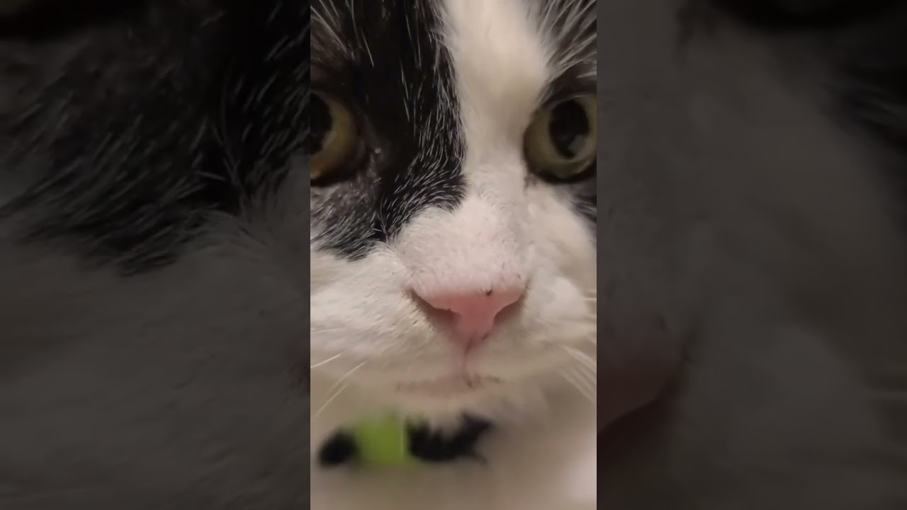 Random vids of my pets plus this amazing mash up [Credit to DJ