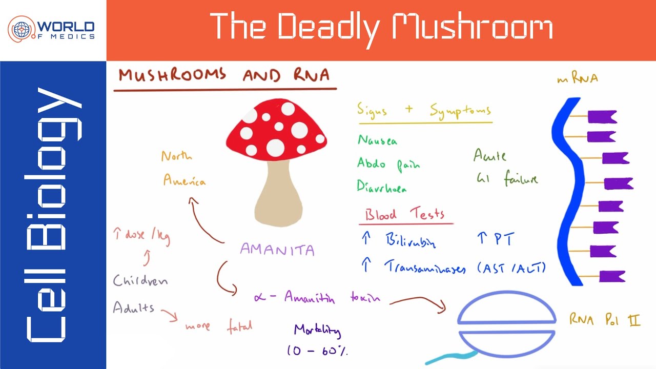 How Does a Mushroom Kill Humans? Doctor Explains YouTube