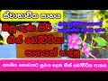 හීන් බෝවිටියා තේ ♥️ | Heen Bovitiya tea |🫀සරලව ඉක්මනින් හදමු #healthy #subscribe