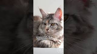 Are You Mind Blown Yet? Pt. 97 | Maine Coon Cat #funny #cute