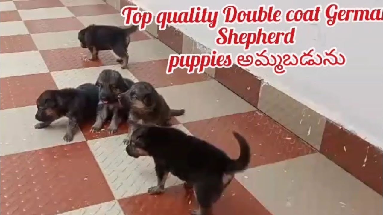 German Shepherd puppies for sale9177551991srikakulamdog market in