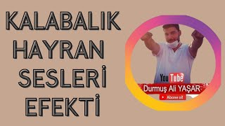 Kalabalik Hayran Sesleri̇