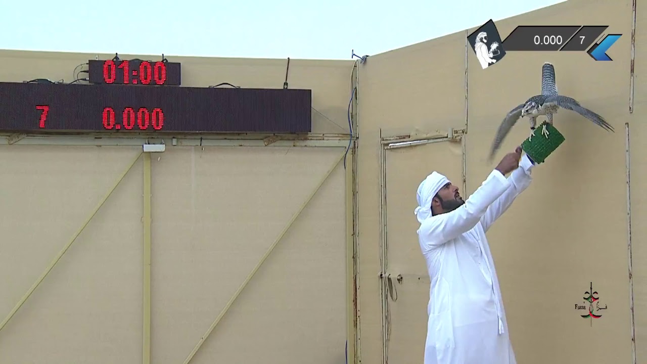 بطولة فزاع للصيد بالصقور التلواح الرئيسية - الشيوخ - جير تبع