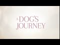 A Dog's Journey | Cutdown 6 | NL | Nu in de bioscoop