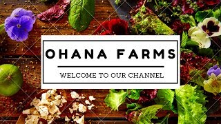 ~ Ohana Farms Dedi Server~WELCOME VIDEO/WEEK 1 RECAP~ MP~PC~ENG~Farming Simulator 19 screenshot 4