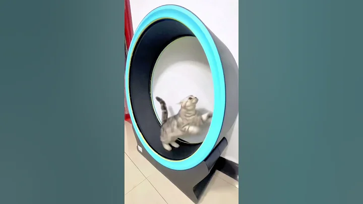 Video 5624911: cats dogs pets funniest, cat dog animals pets, pets baby cat dog, cat best pets