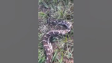 "Indian Rock Python Moving Freely in Nature"