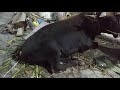 SAPI MENUNGGU DIQURBANKAN, MALAM TAKBIRAN, IDUL ADHA 2018